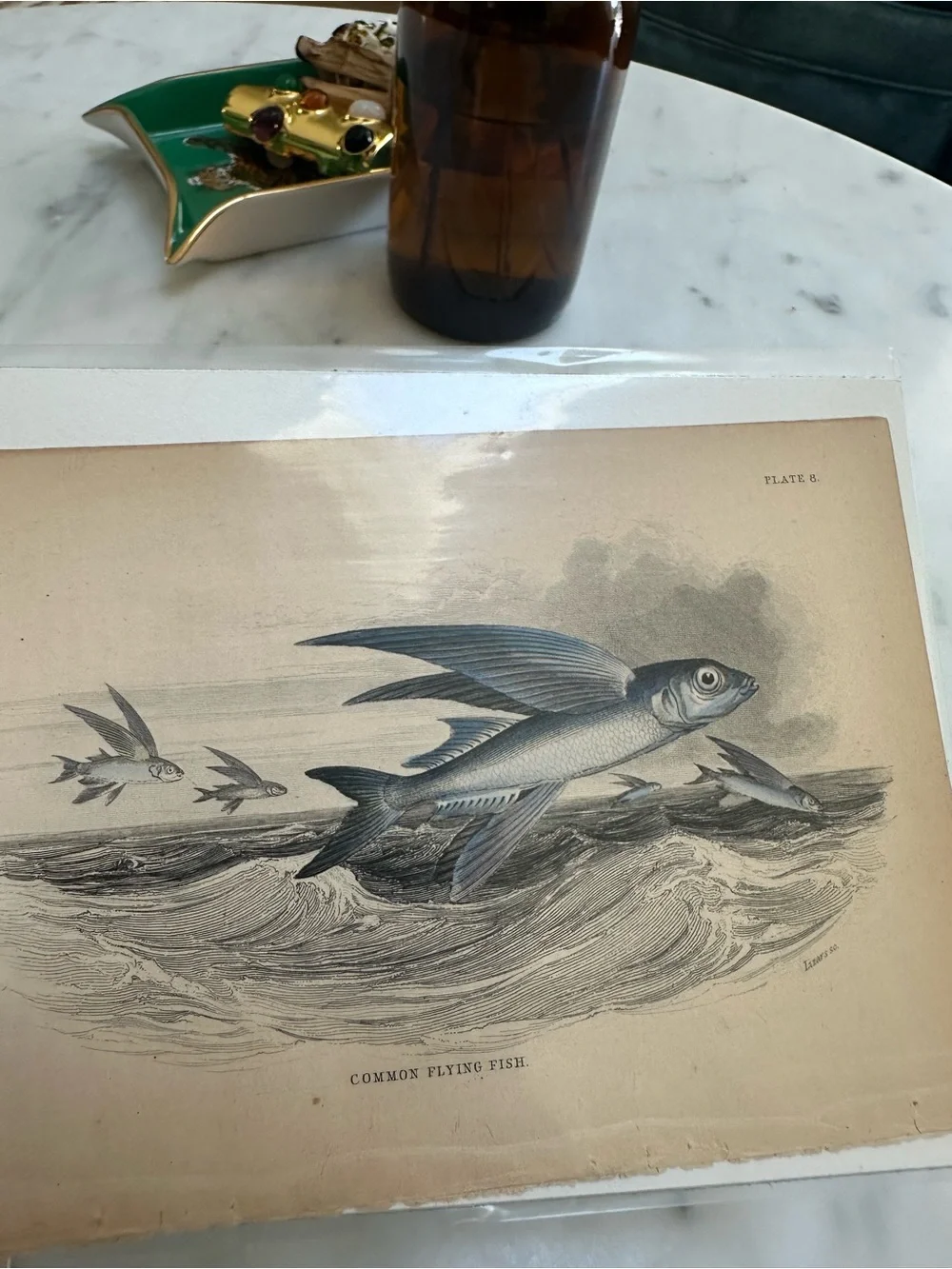 1800s Jardine’s The Naturalist’s Library Chromolithographs Rare Fish